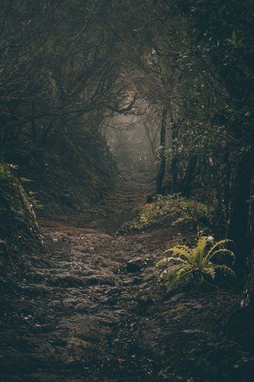 Free Explore a mist-shrouded forest path, inviting serenity and mystery in lush greenery. Stock Photo