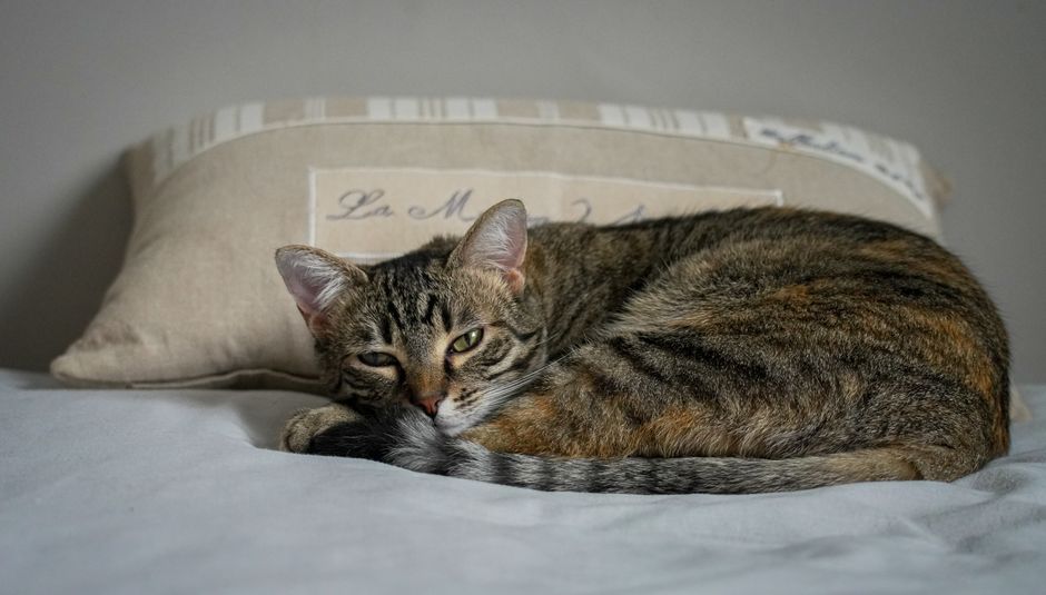 Adorable gray tabby cat napping peacefully on a bed with a pillow background.