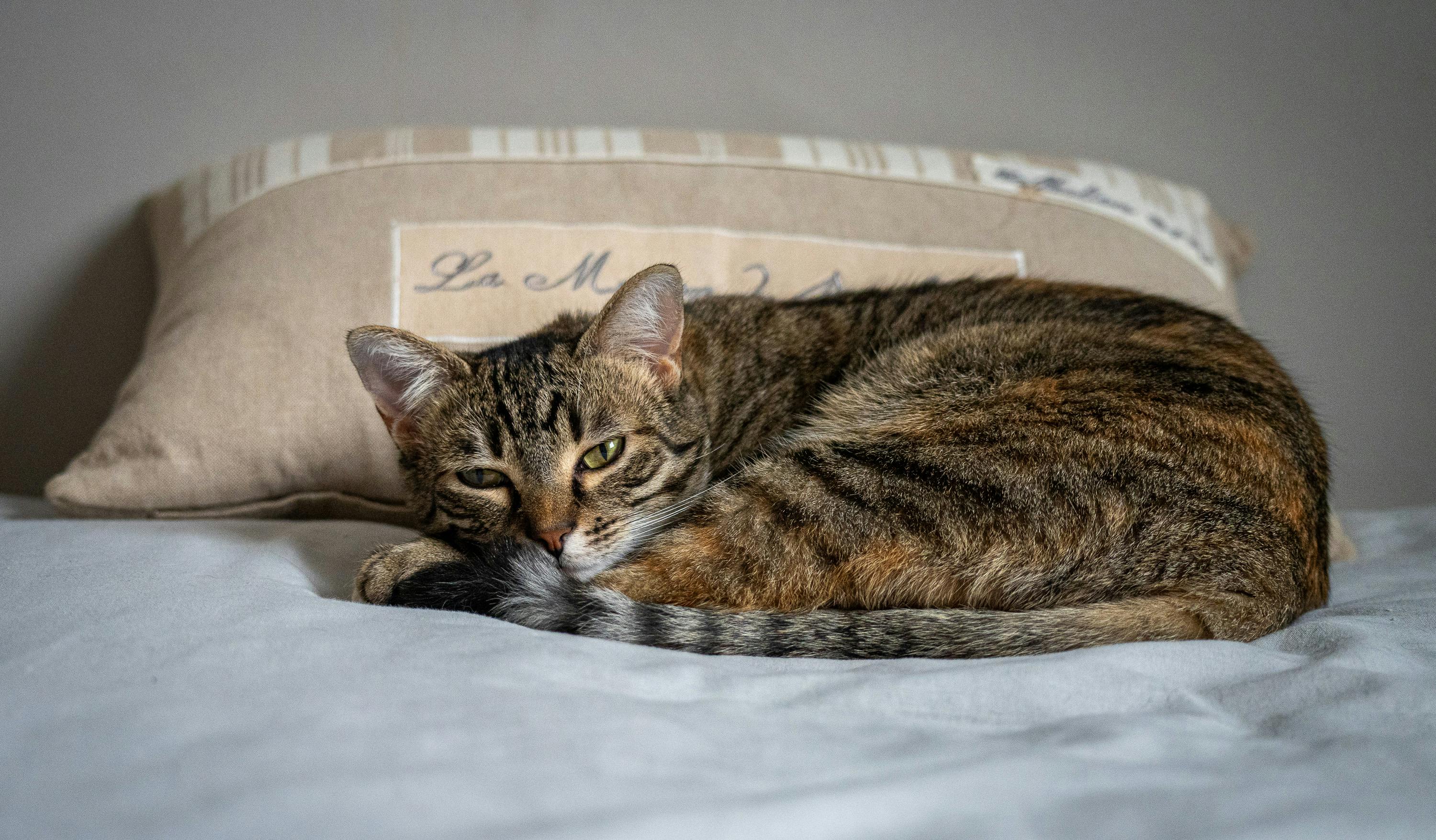 Gratuit Imagine de stoc gratuită din adorabil pisica, animal de casă, animal de companie drăgălaș Fotografie de stoc