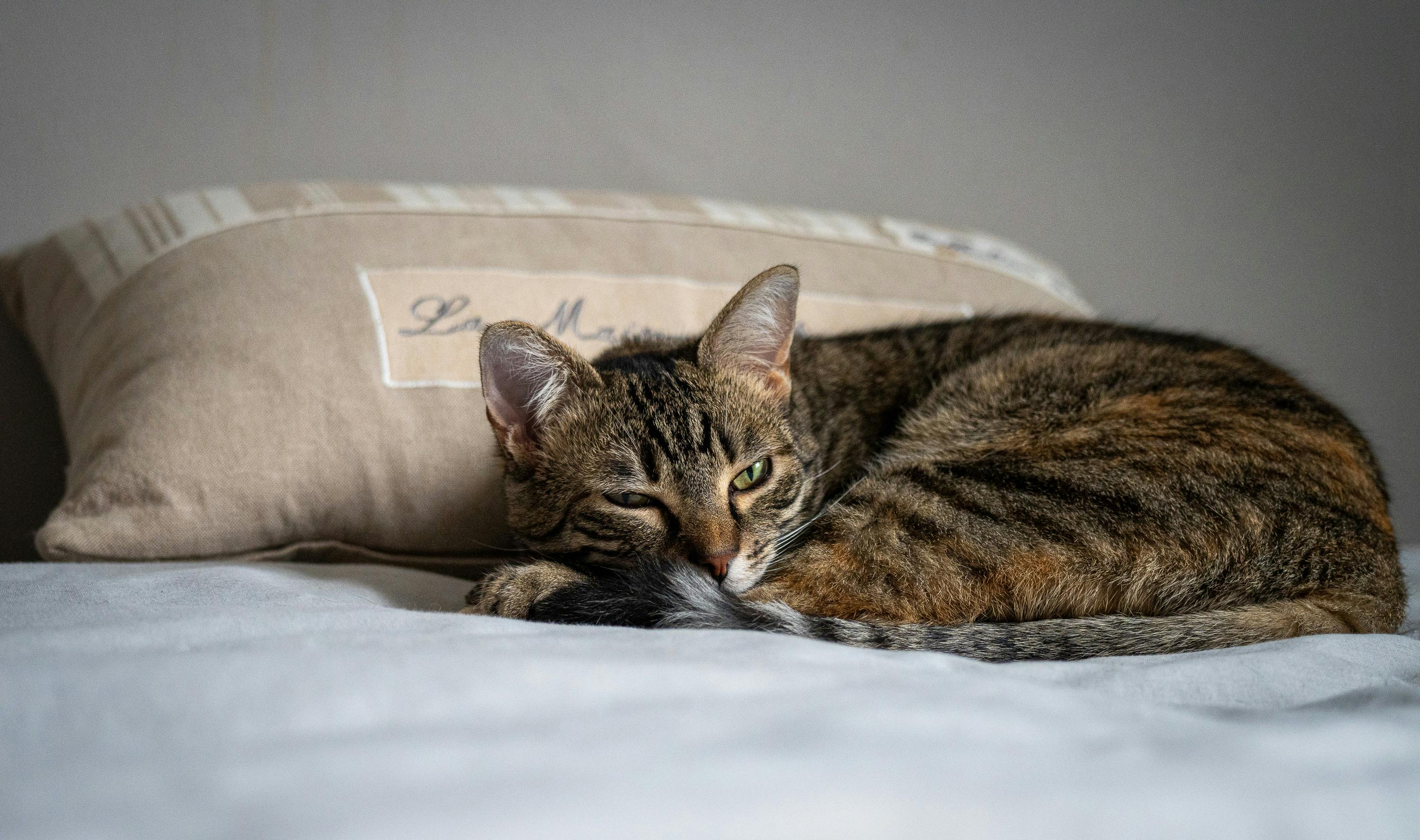 Gratuit Imagine de stoc gratuită din #de interior, adorabil, animal Fotografie de stoc