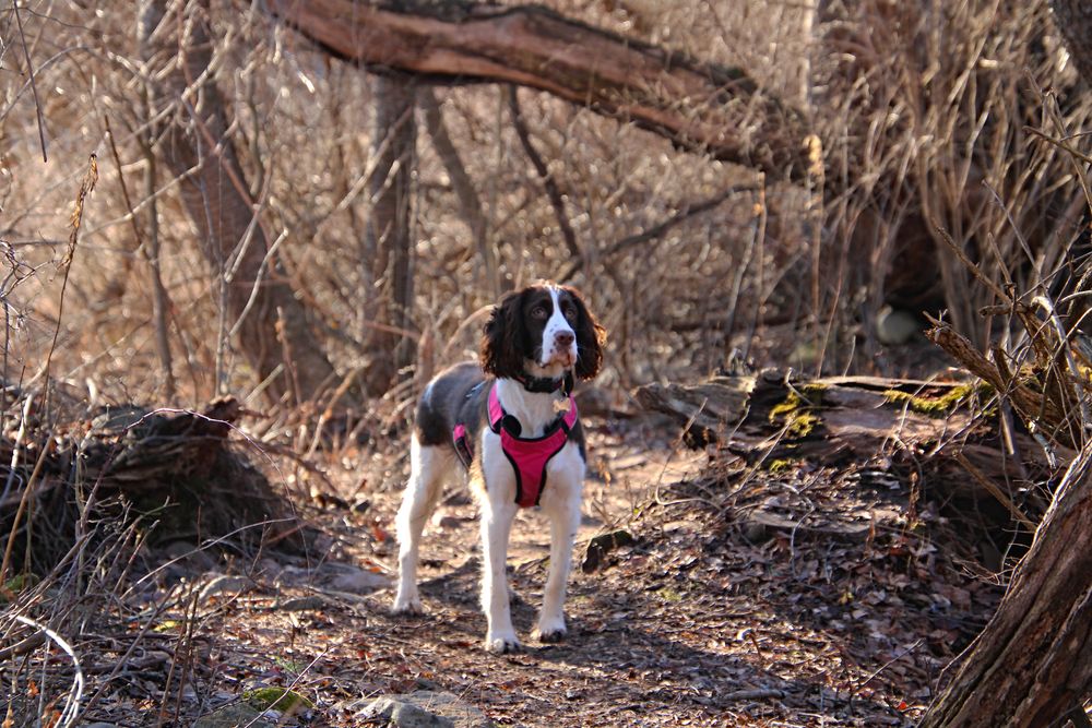 English Springer Spaniel, photo 4