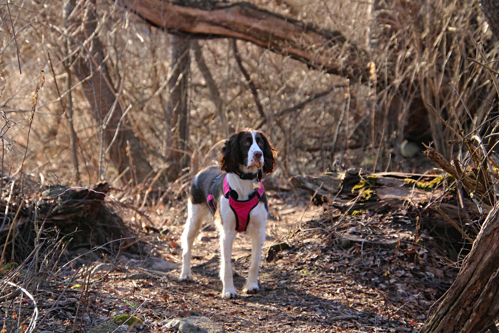 English Springer Spaniel Poses While Hiking