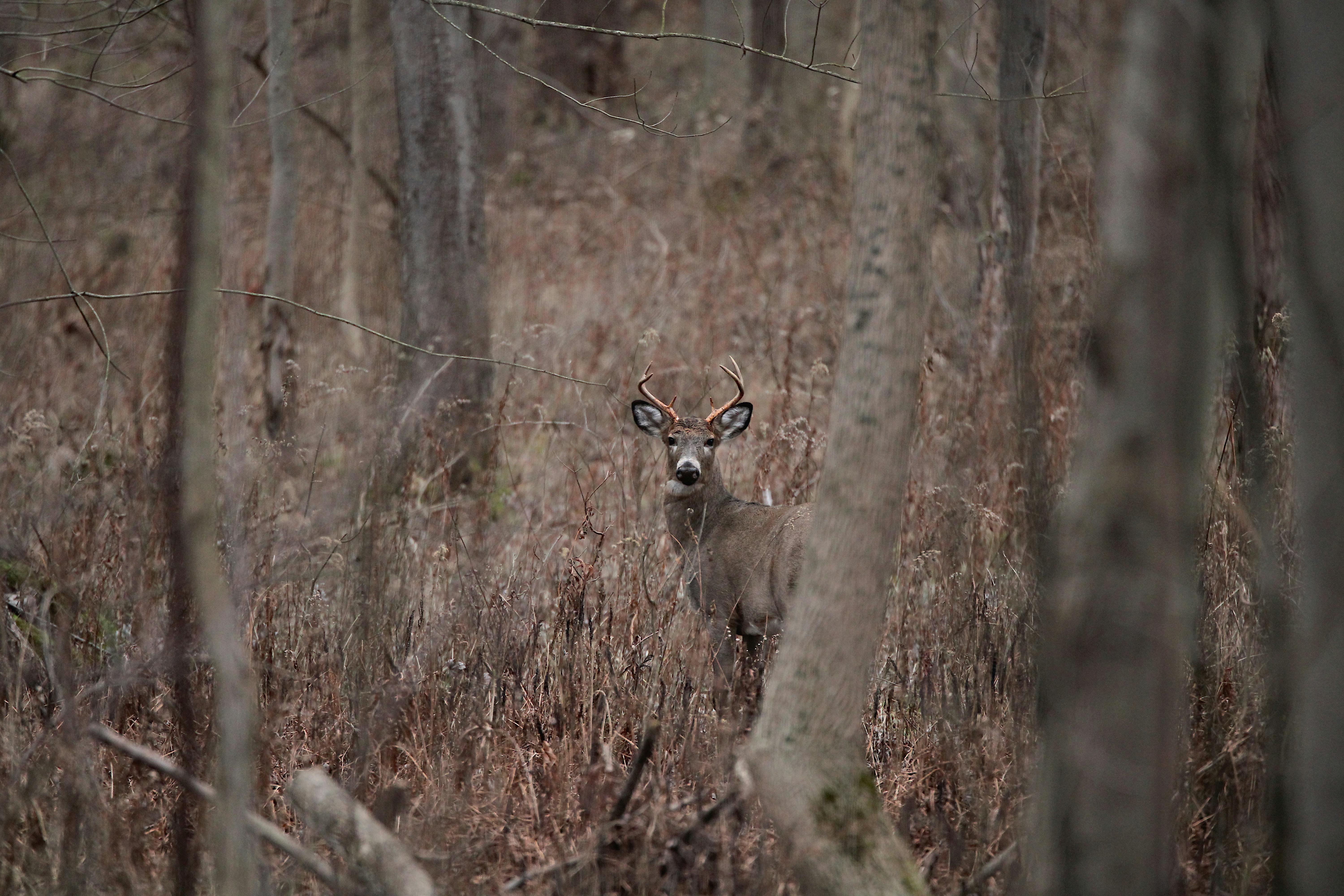 white tail buck shedding velvet on antlers for mating season