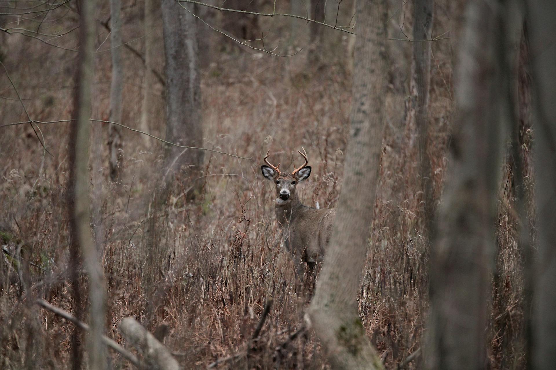 White Tail Buck Shedding Velvet on Antlers for Mating Season