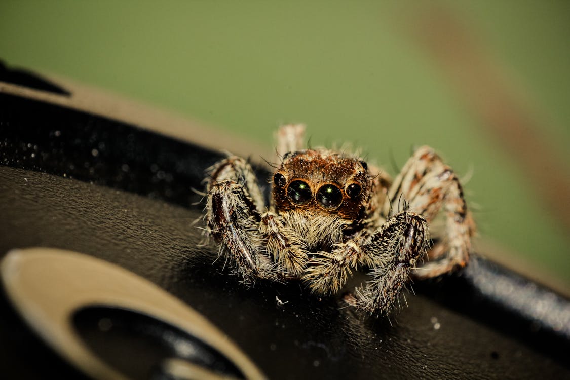 Macro Photography of Jumping Spider