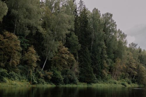 Free Lush green forest by a calm lake on a cloudy day, reflecting untouched nature's serenity. Stock Photo