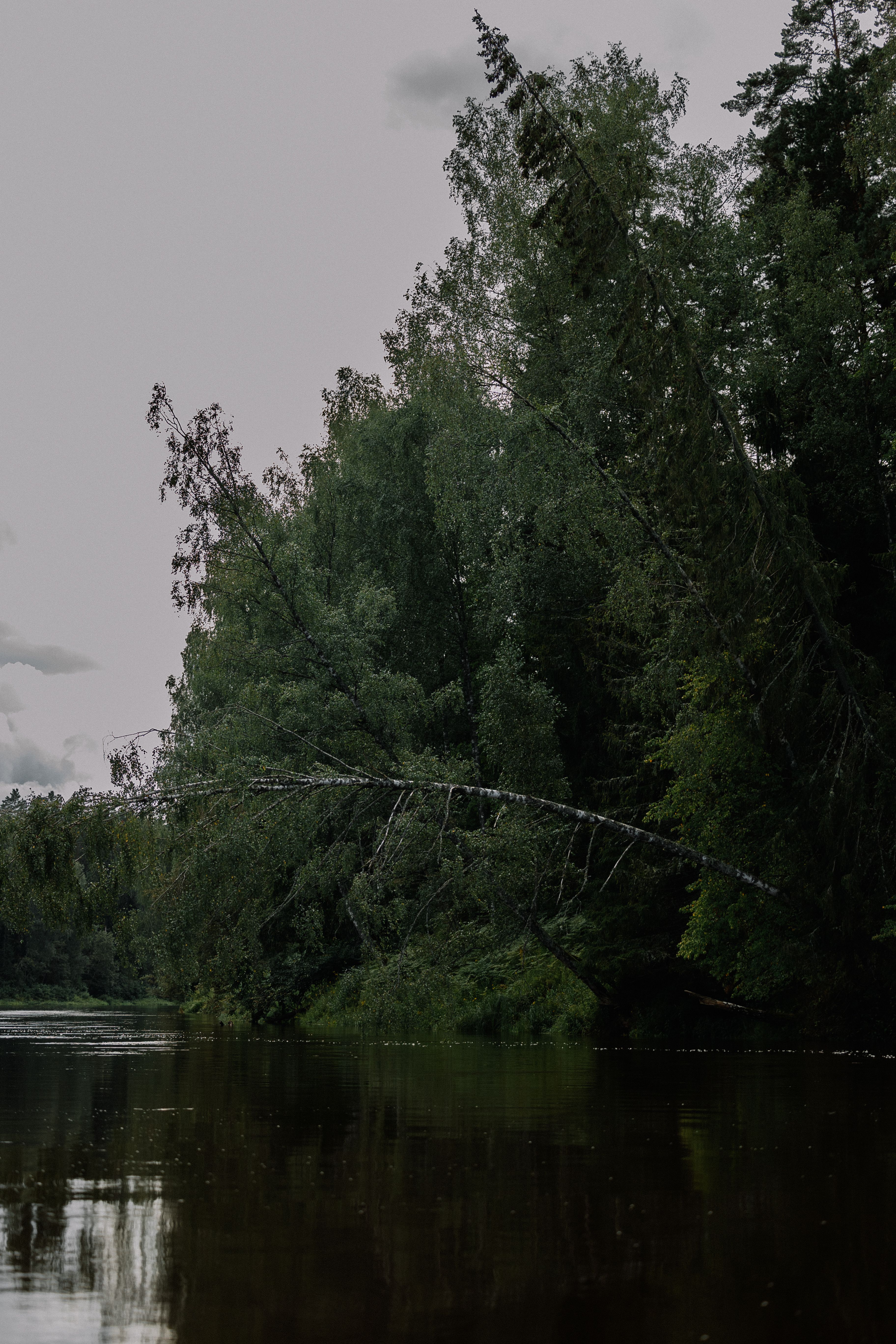 Peaceful river scene with trees reflecting on water, creating a calm and serene atmosphere.