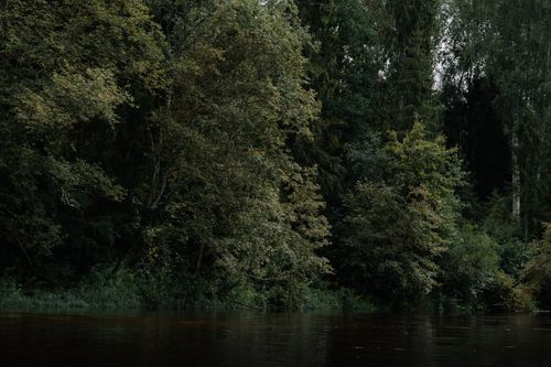 Free A peaceful forest view with a calm river reflecting the lush green trees. Stock Photo