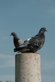 Two pigeons resting on a concrete pillar under a clear blue sky in Hungary.