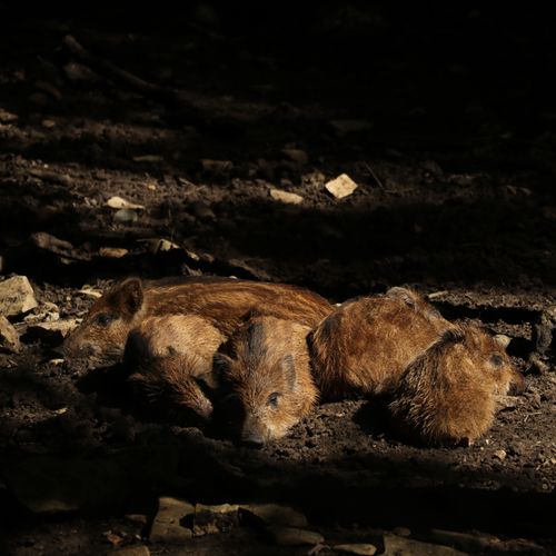 Free A group of young wild boars sleeping peacefully on the forest floor. Stock Photo