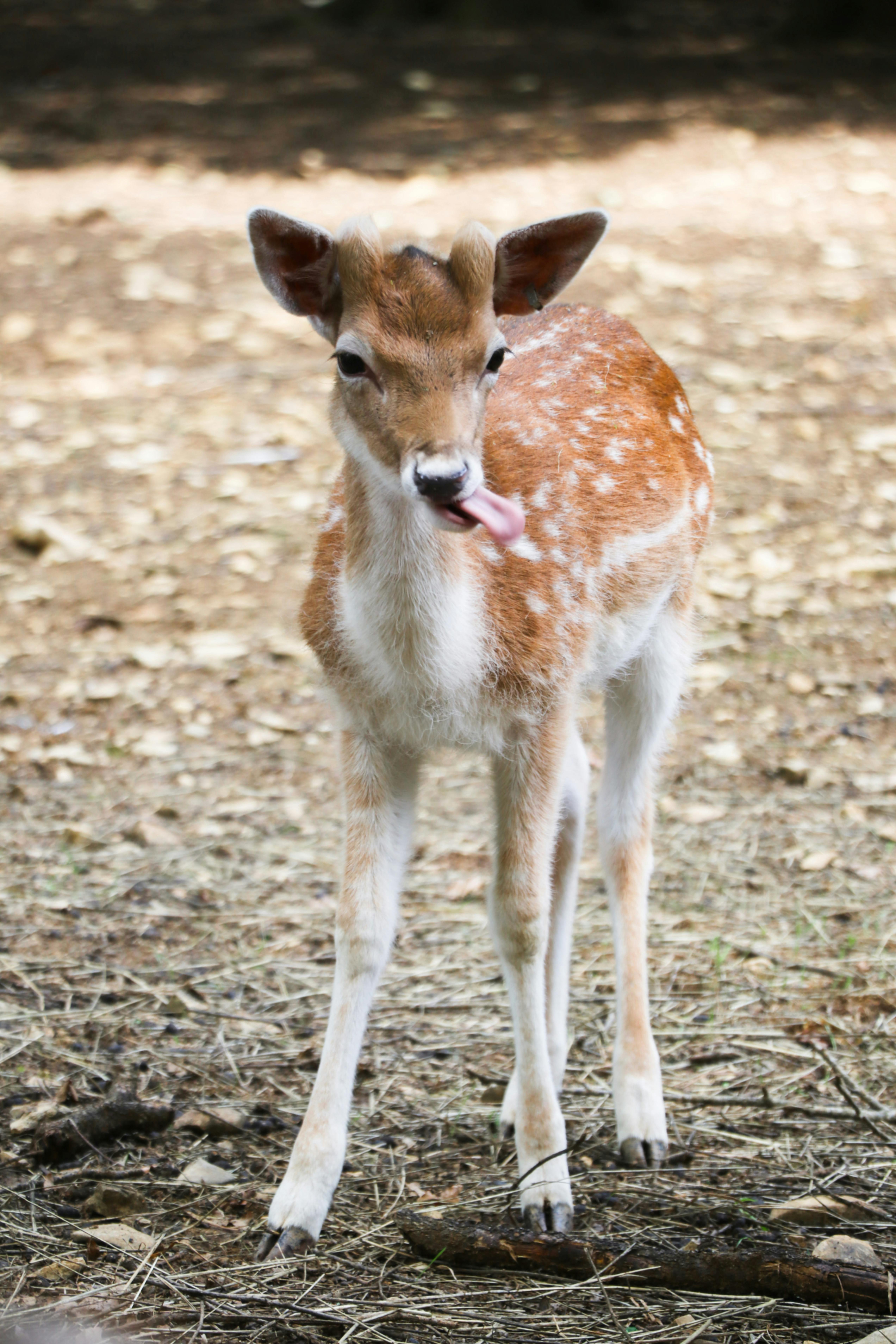 grátis Foto profissional grátis de adular, animais selvagens, animal Foto profissional