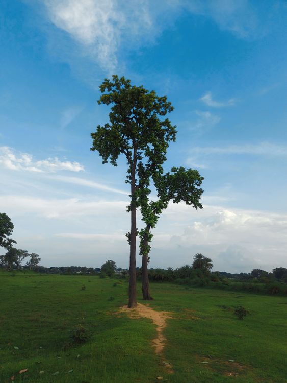 A tree in a field with a blue sky · Free Stock Photo