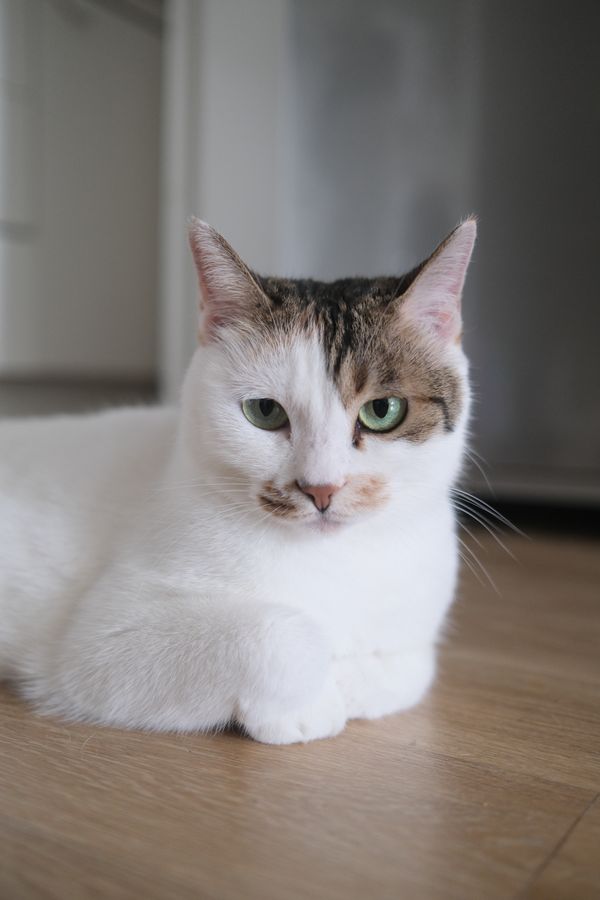 Short-hair low-shedding cat