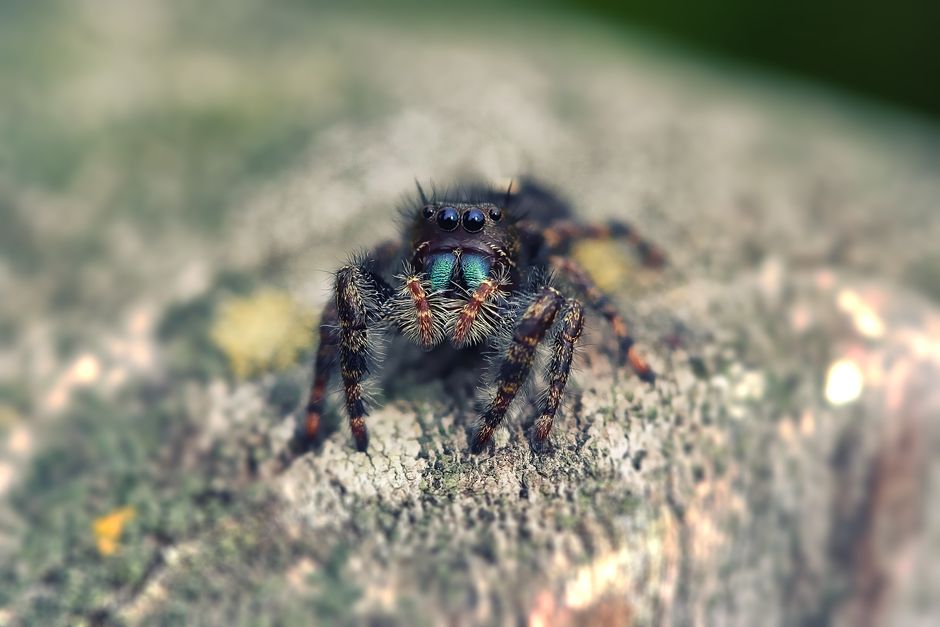 テクスチャのある表面にいるジャンピングスパイダーの詳細なマクロ画像で、その毛むくじゃらの特徴を紹介しています。