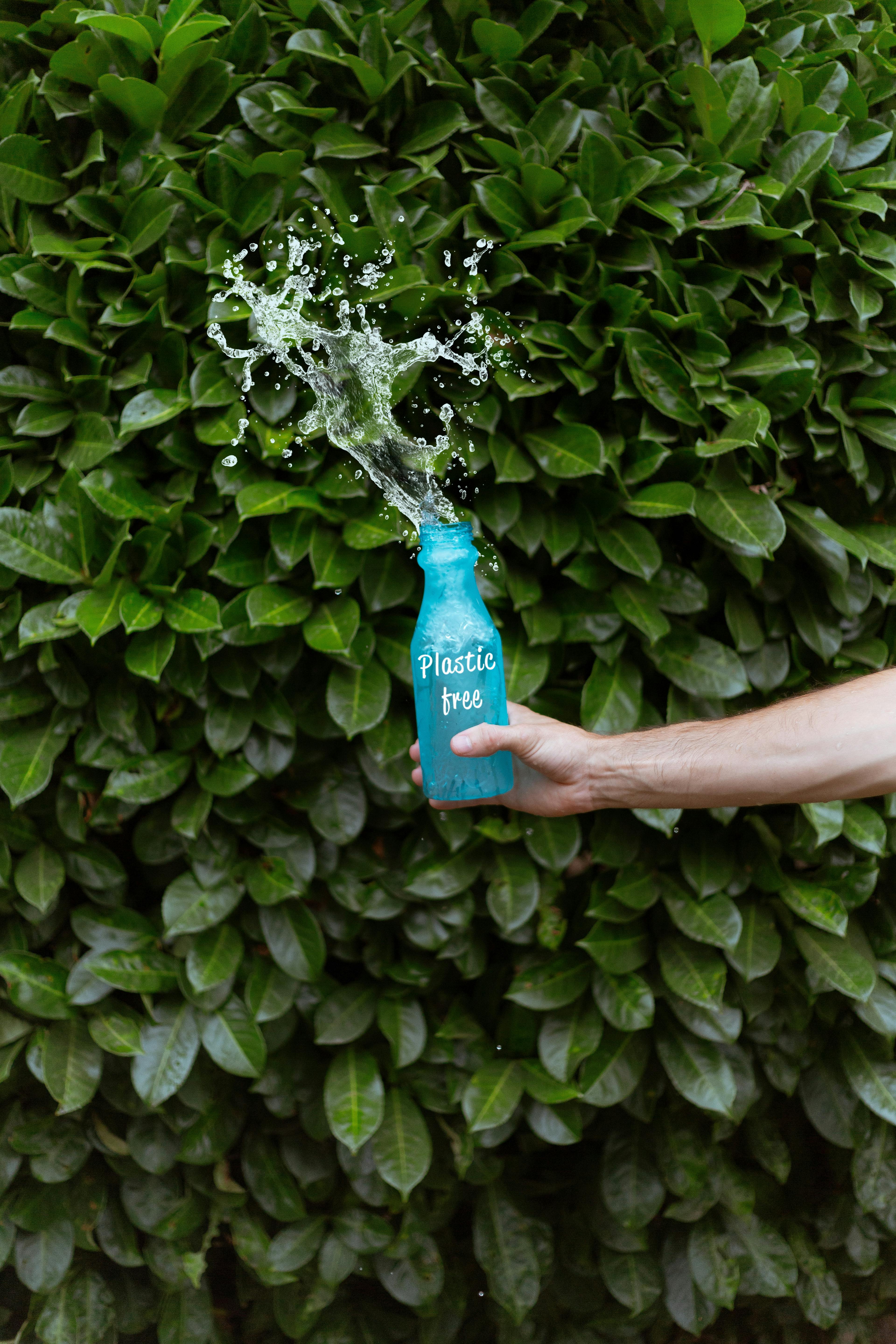 Download Person Holding Blue Plastic Bottle Splashing Water On Green Leaves Free Stock Photo Yellowimages Mockups