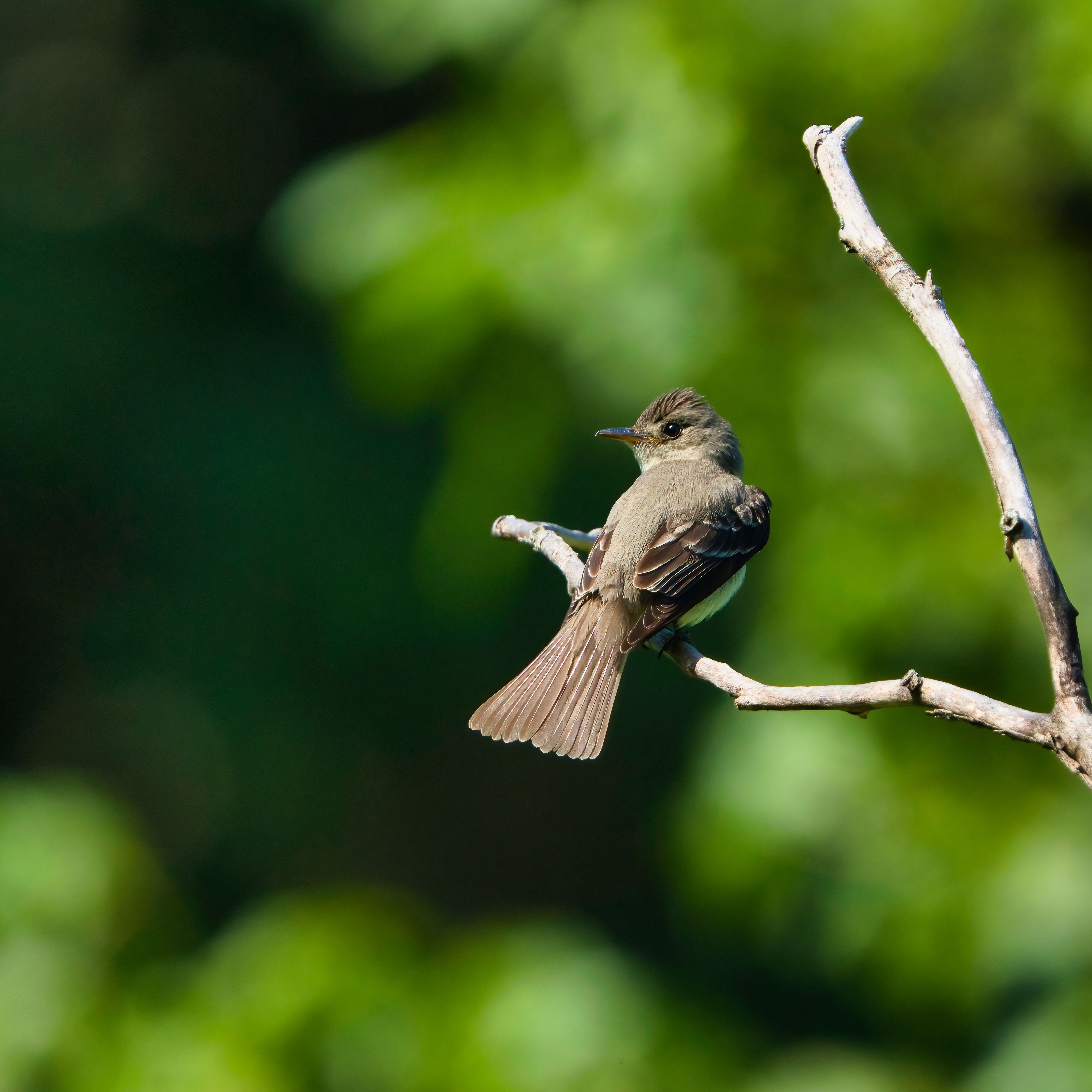 An Eastern Phoebe perched on a branch with vibrant green background.