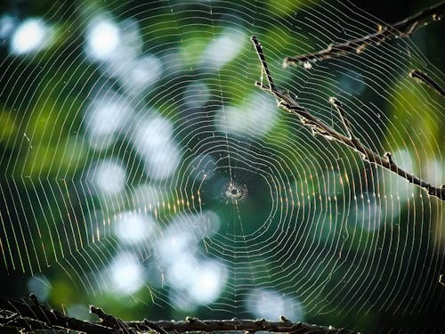 免费 蜘蛛网的微距摄影 素材图片