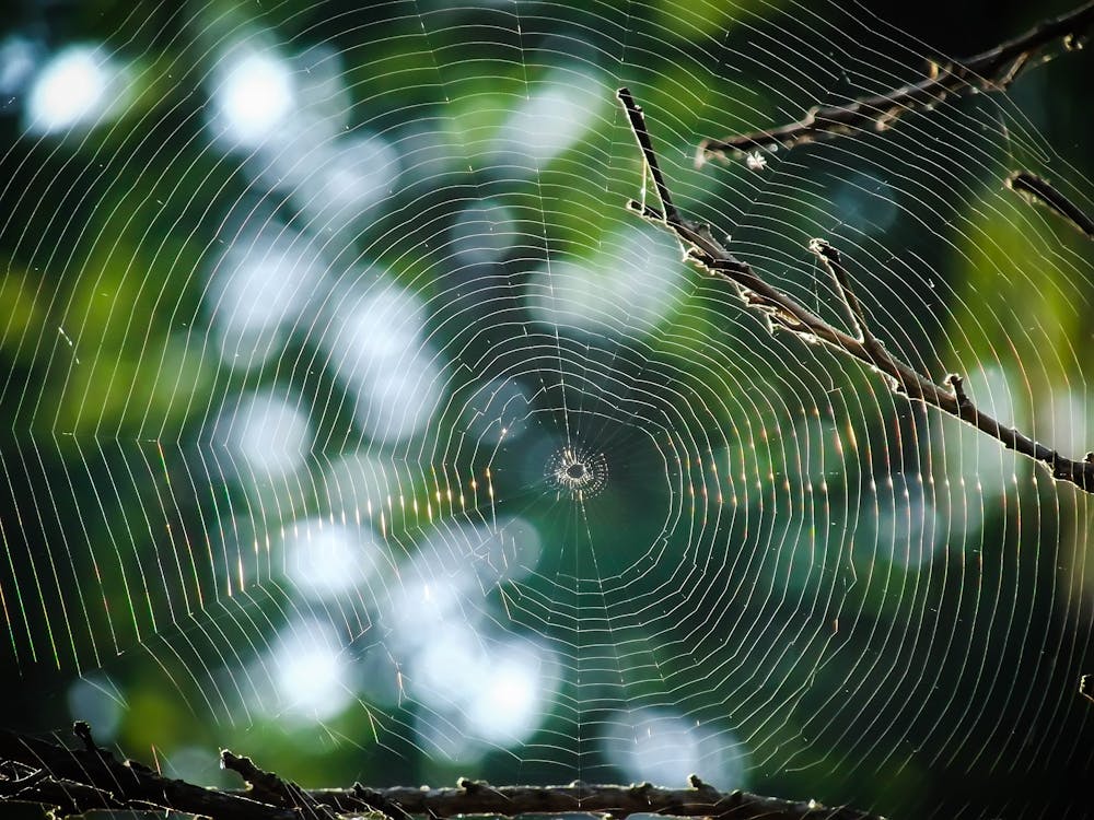 無料 クモの巣のマクロ撮影 写真素材