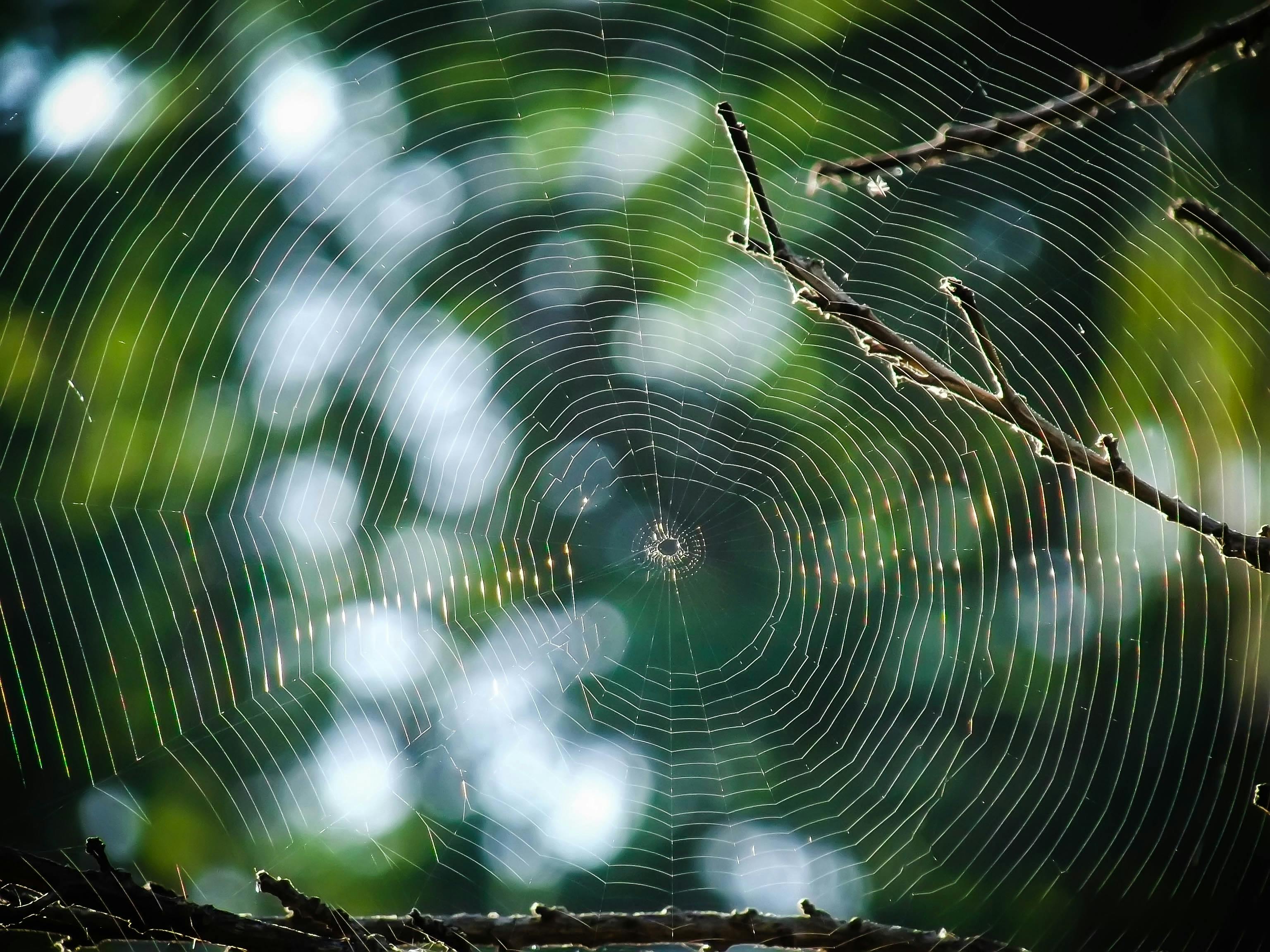 Spider s web hi-res stock photography and images - Alamy