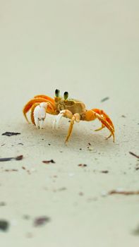 Vivid ghost crab captured on a sandy beach, showcasing its unique features.