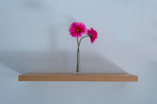 Free Pink gerbera daisies in a clear vase on a wooden shelf with a minimalist background. Stock Photo