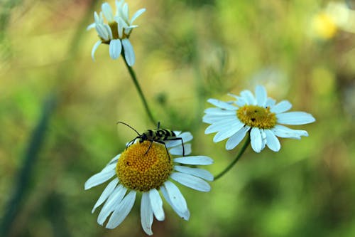 Free stock photo of beetle, blow flower, insects Stock Photo