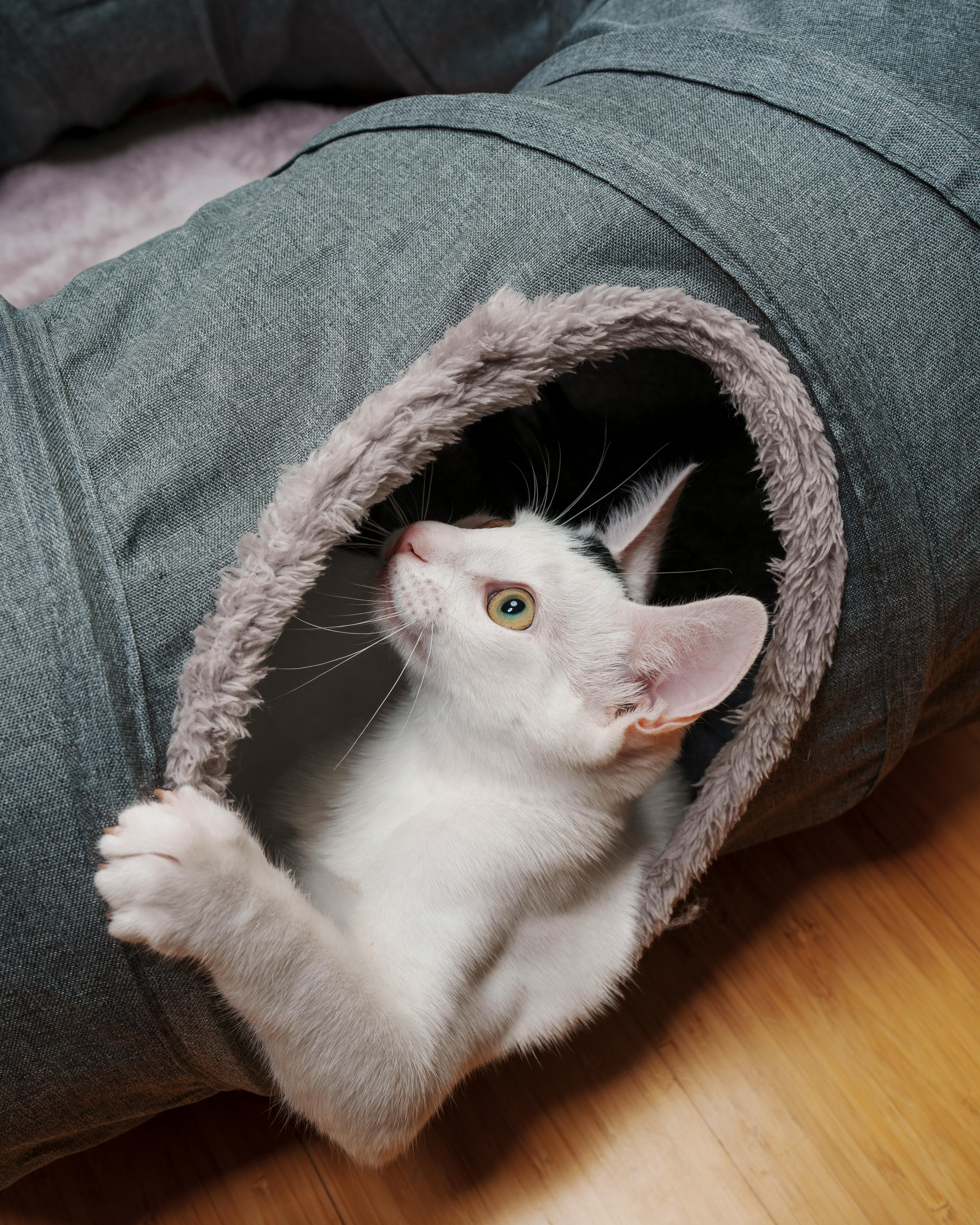 white kitten tunnel playing