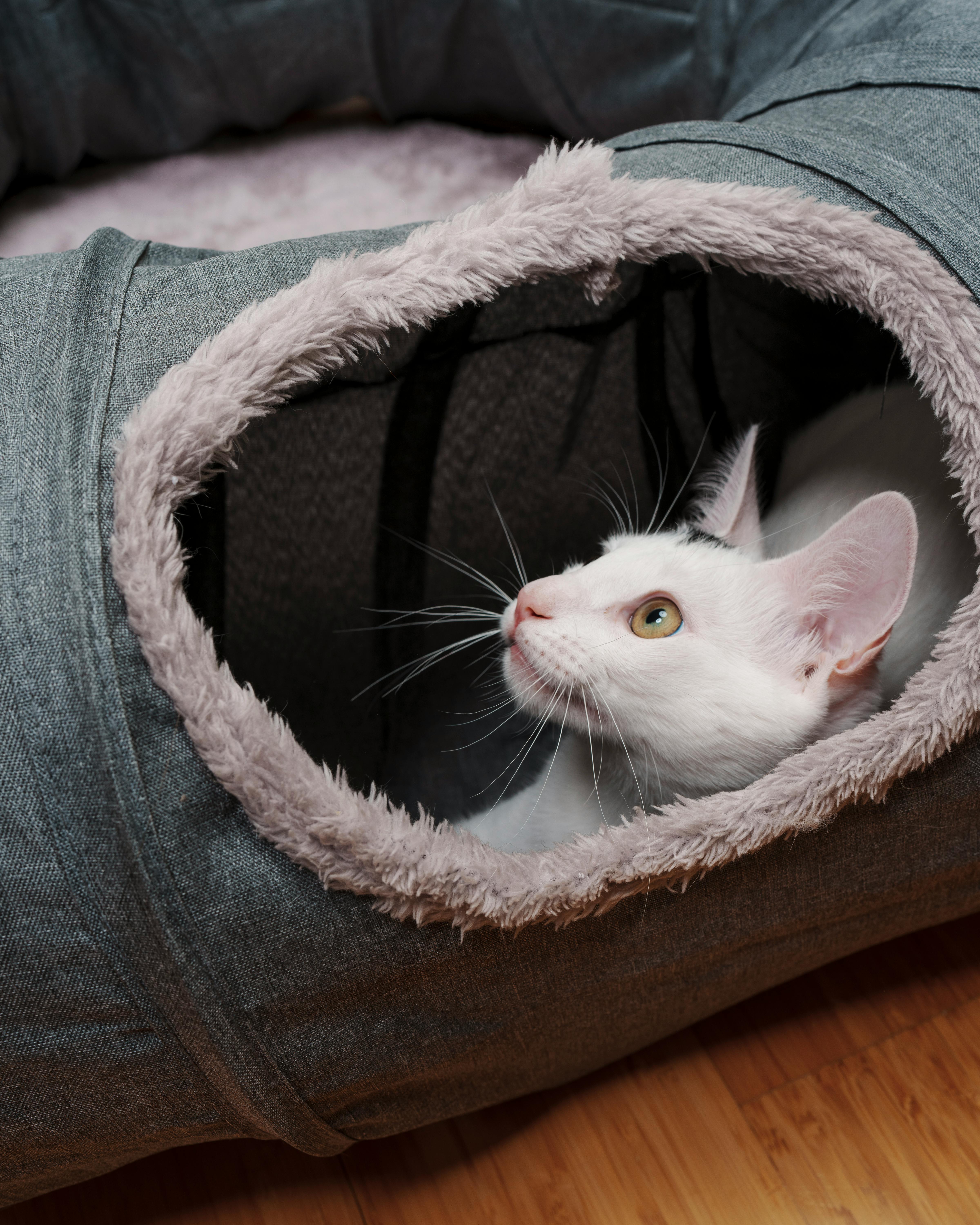 A white kitten tunnel playing