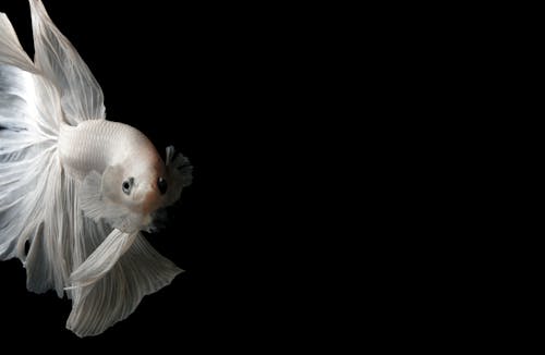 Close Up Photo of Whhite Siamese Fighting Fish 