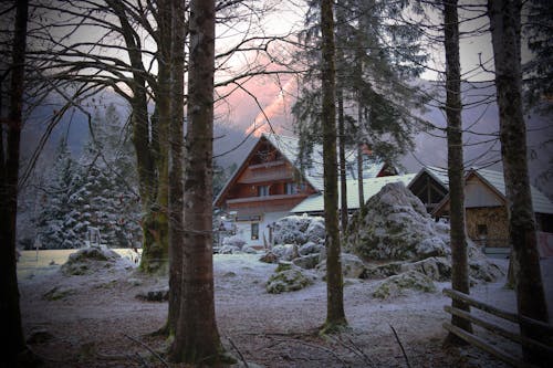 Free Houses Near Tress Stock Photo