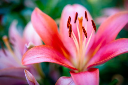Free stock photo of beauty, bloom, close up view Stock Photo