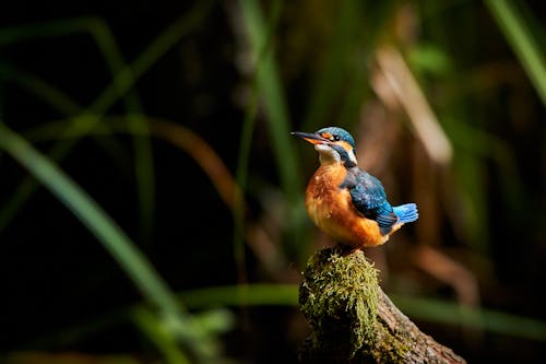 Fotobanka s bezplatnými fotkami na tému divočina, farebný, rybárik