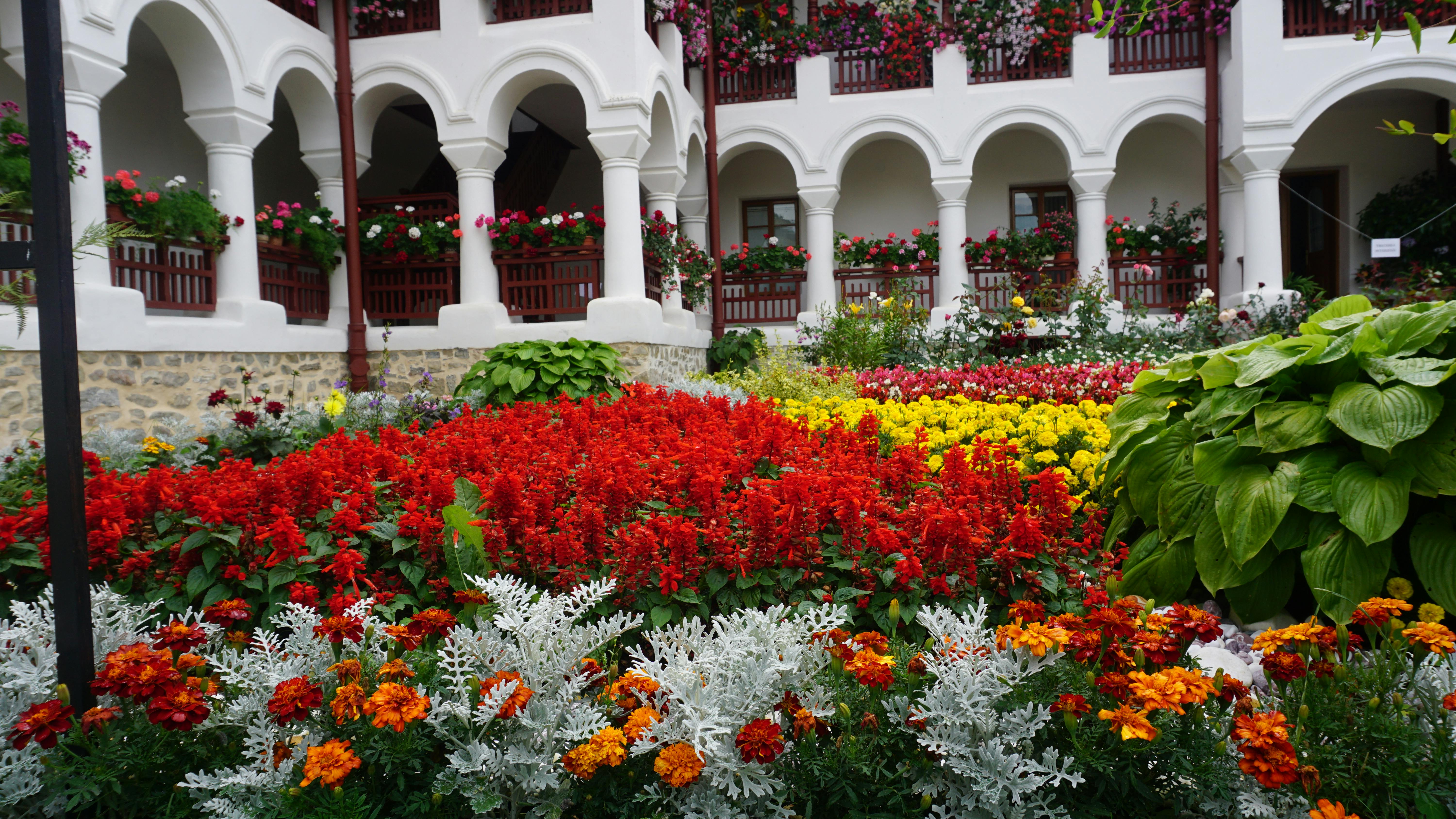 Foto De Stock Gratuita Sobre Césped Flores Hierba