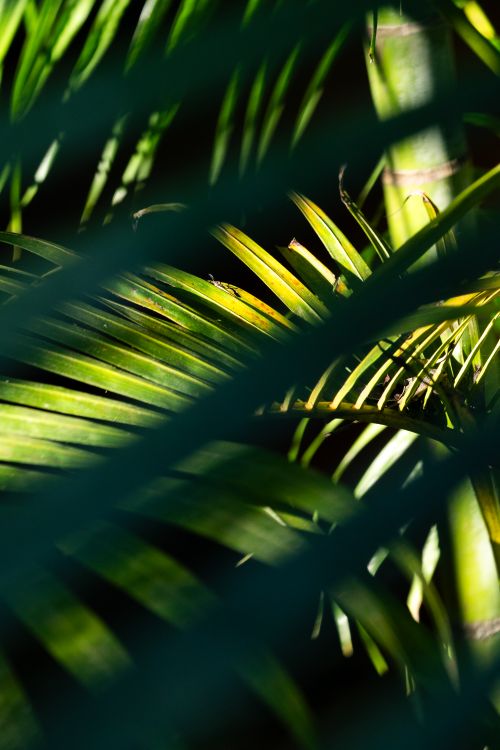 Free Vibrant closeup of tropical palm fronds illuminated by sunlight, creating a lush and natural atmosphere. Stock Photo