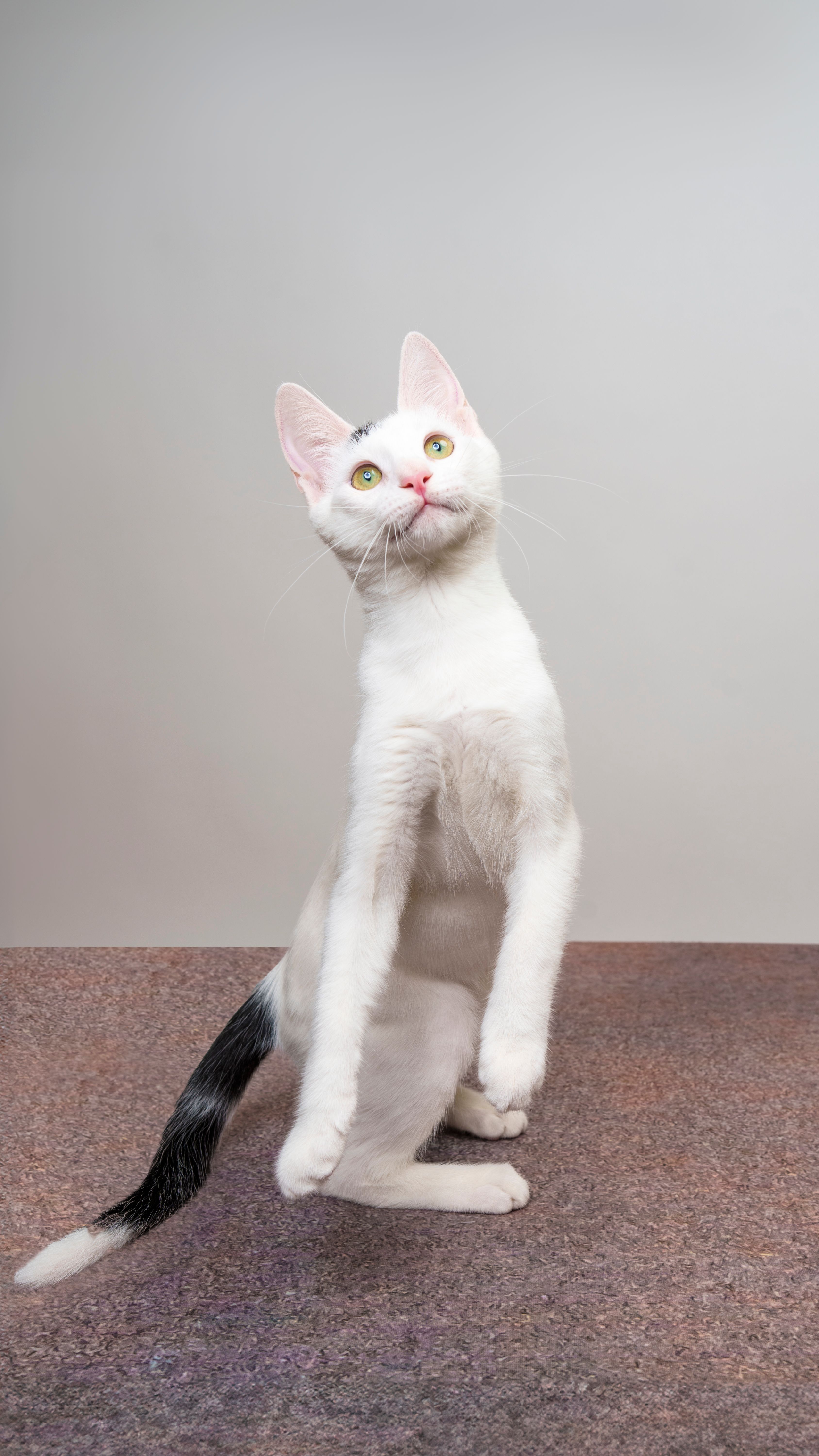 Cute White Kitten Standing on Two Feet Playing Playful · Free Stock Photo