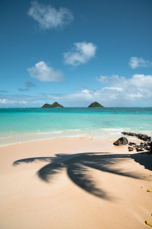 Coconut Tree Shadow On Seashore