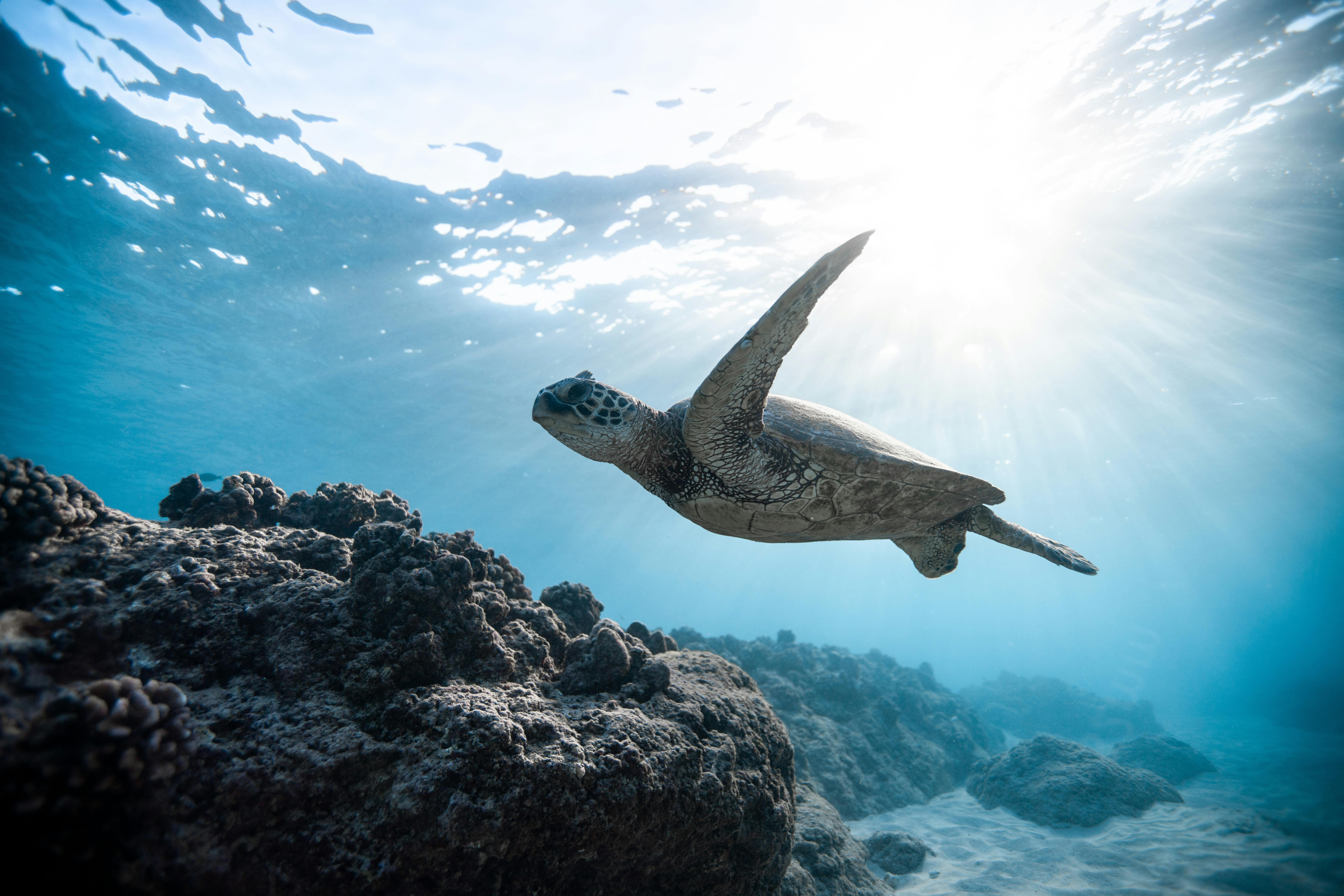4K Sea Turtle Wallpapers | Background Images