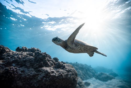 бесплатная Фото морской черепахи Стоковое фото
