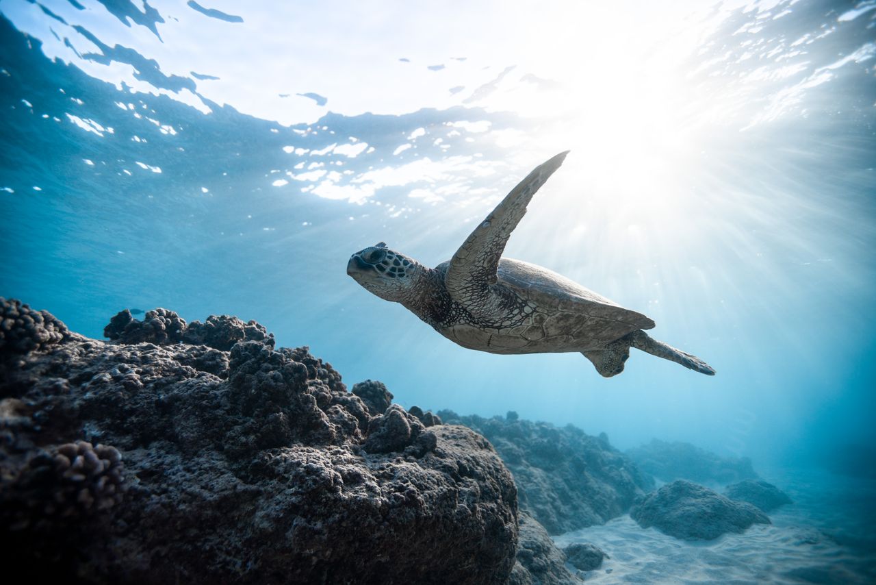 Tortue marine vue depuis bateau