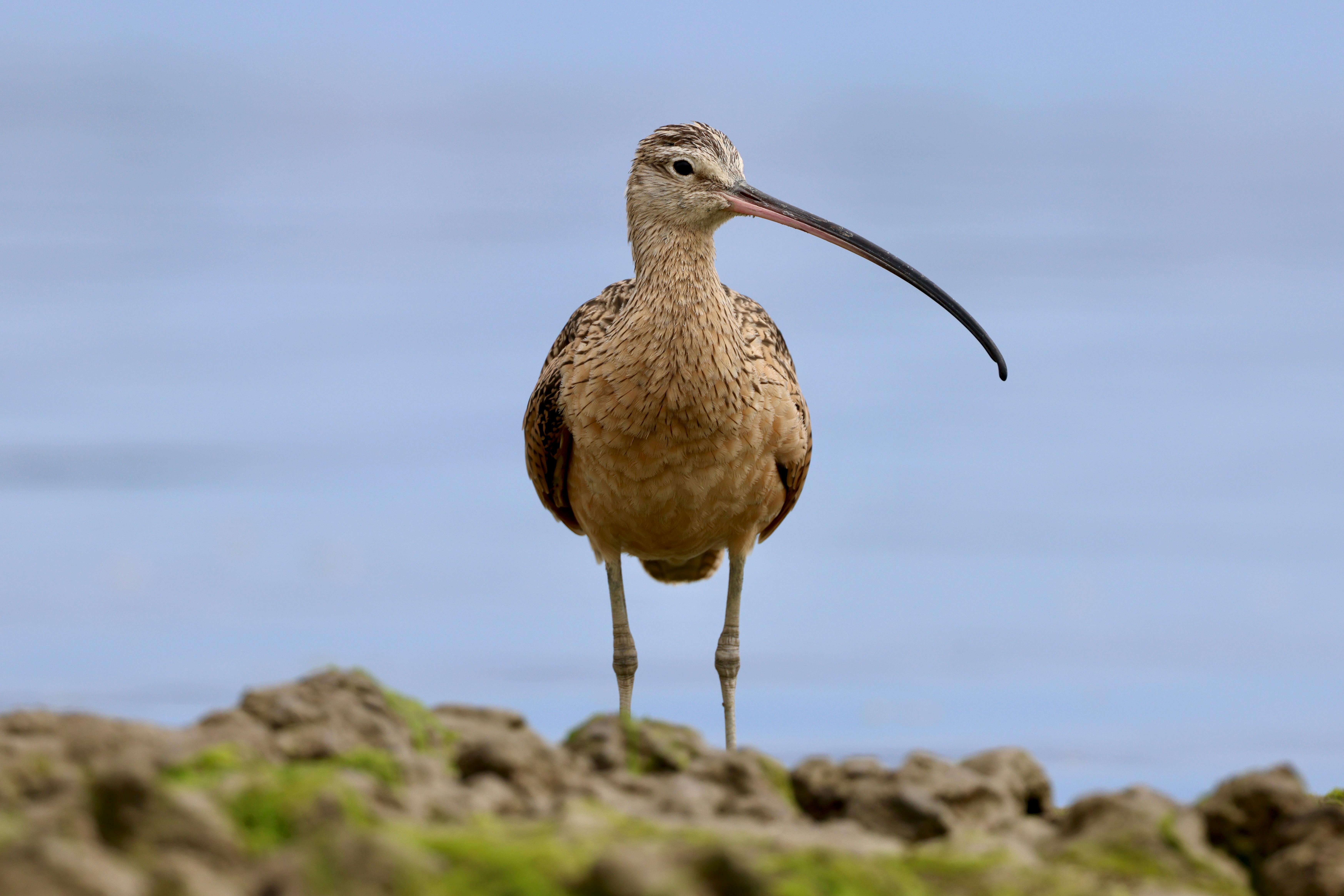 long billed curlew