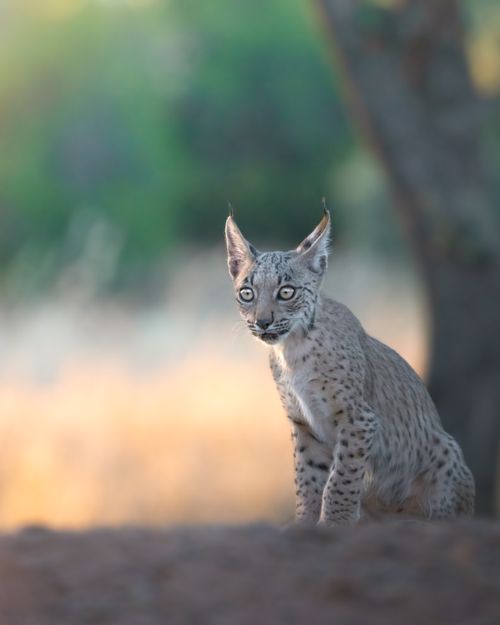 Free Captivating portrait of a young lynx in the wild landscape of Santa Cruz de Mudela. Stock Photo