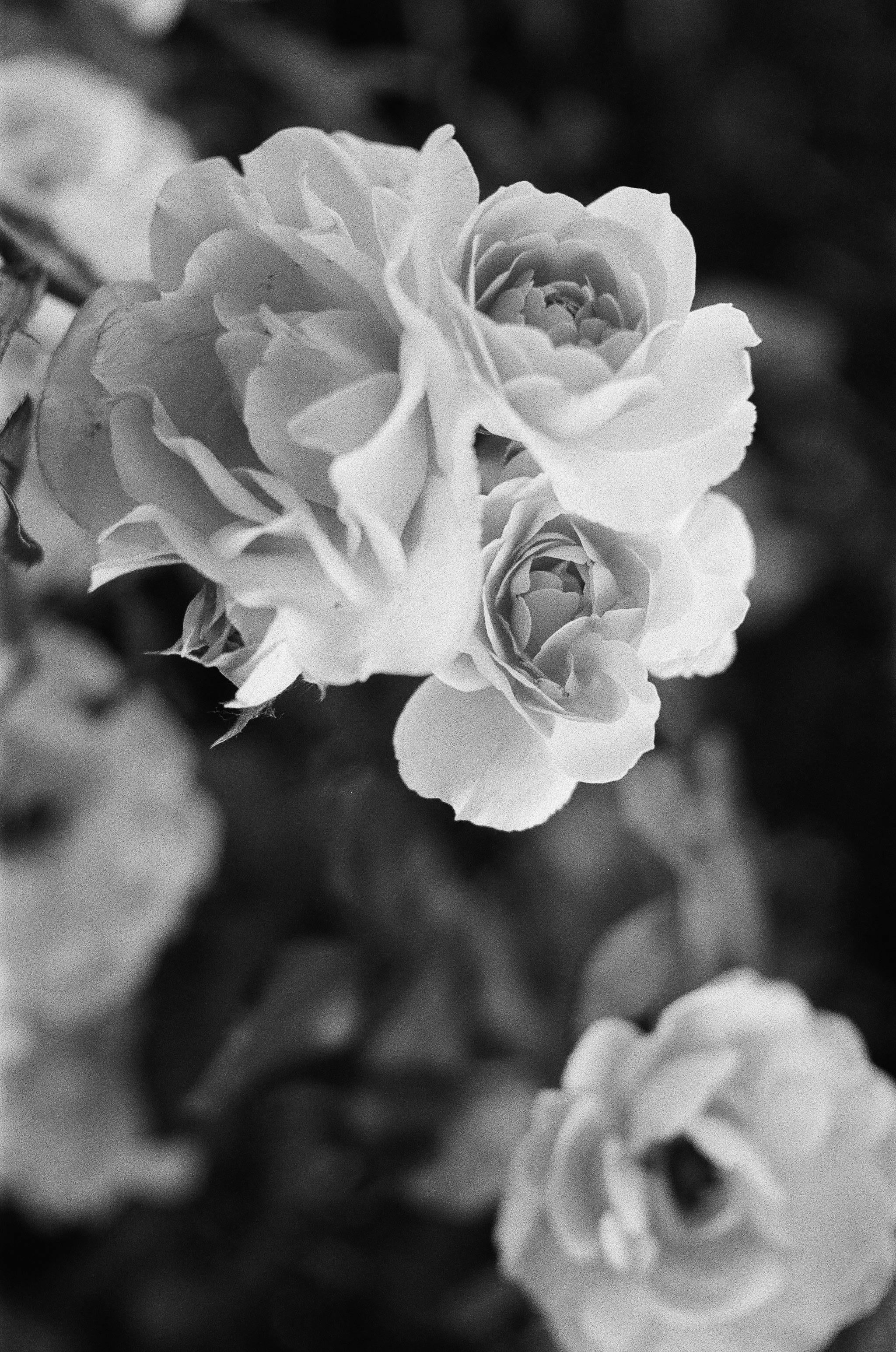 Elegant black and white photo of blooming roses, capturing delicate petals and romantic essence.