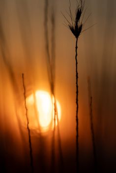 Capture of a beautiful sunset through tall grasses in San Luis Potosí, México.