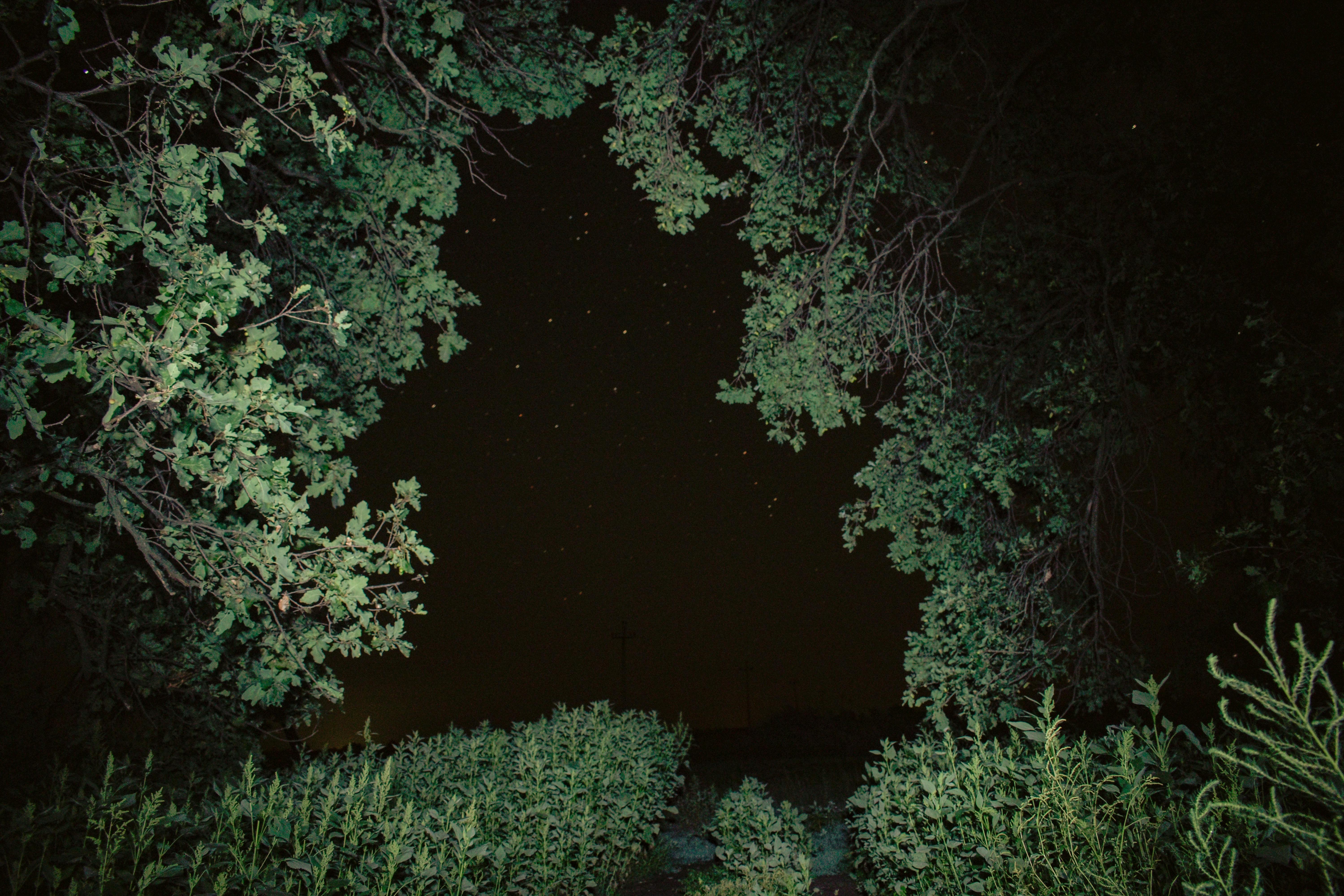 Free stock photo of grass, night, night photography