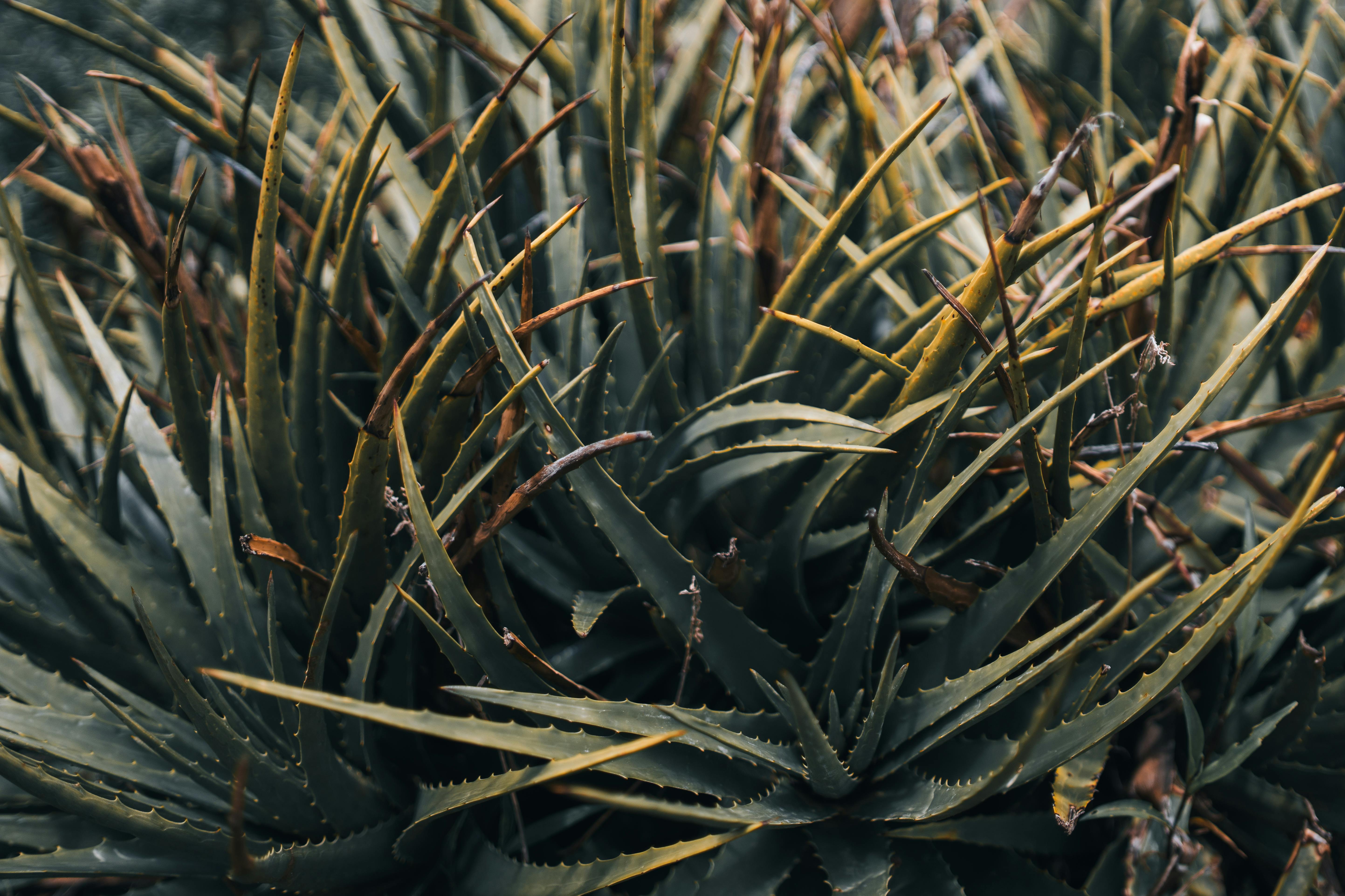Detailed view of spiky aloe vera leaves in natural outdoor setting, showcasing texture and sharpness.