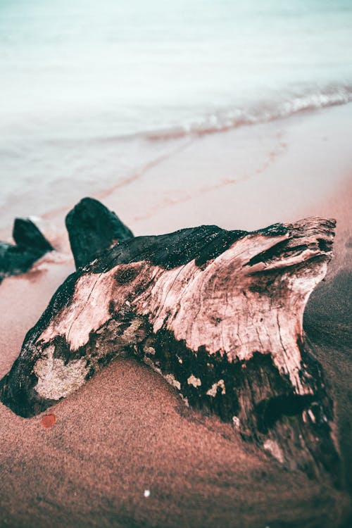 Driftwood on Sand