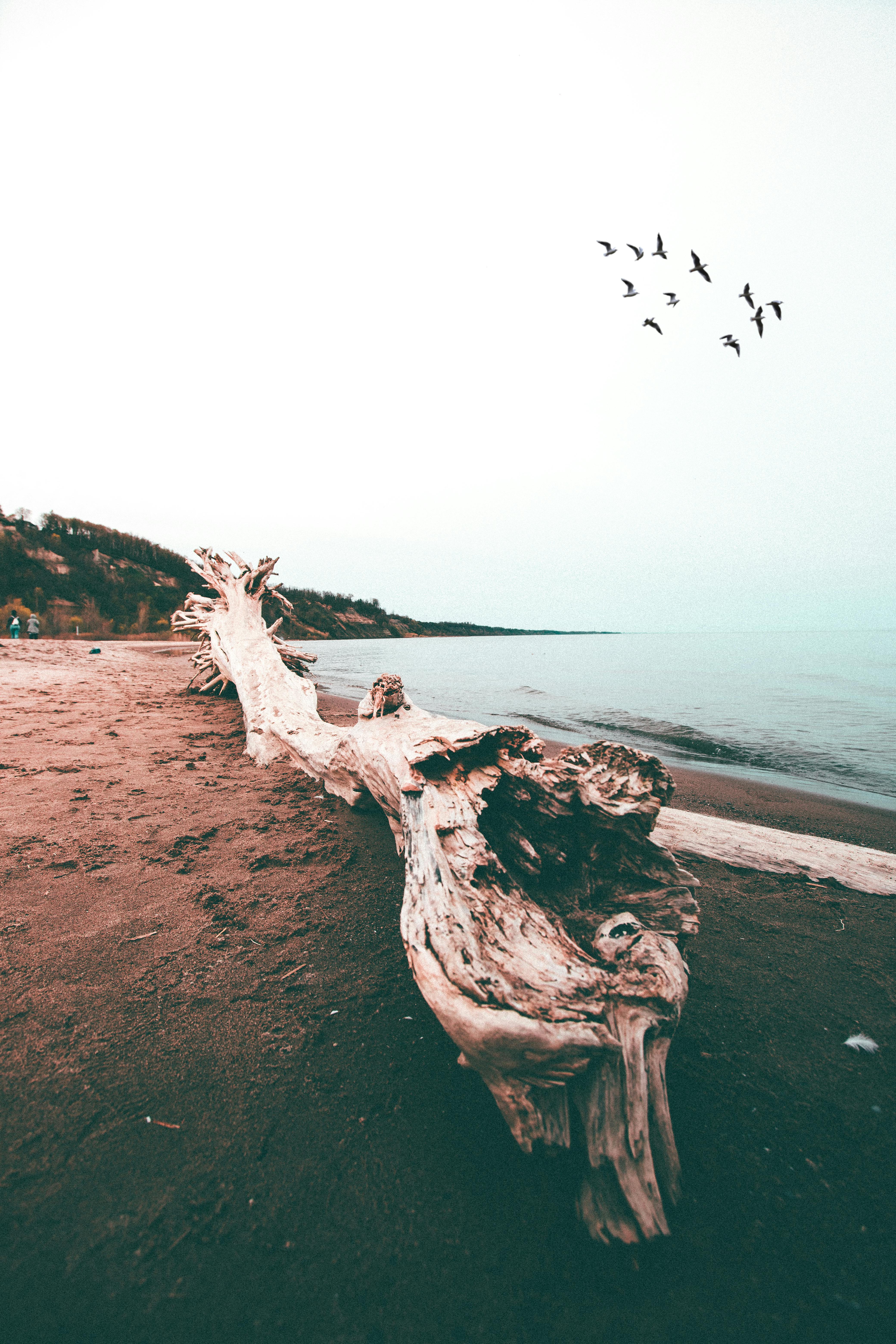 多伦多宁静的海滩上，浮木与飞鸟点缀着平静的水域