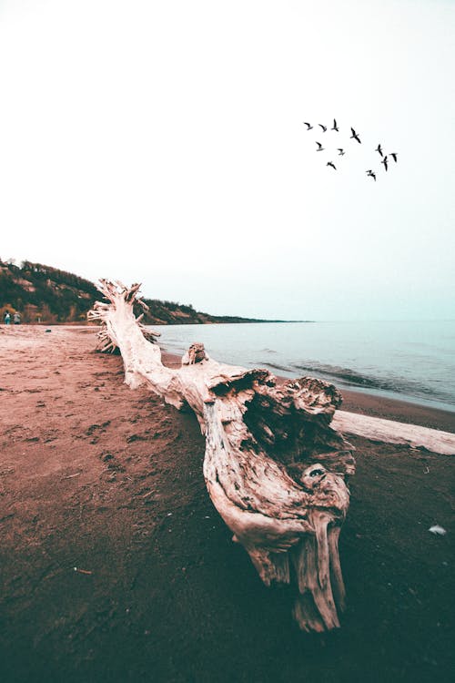 Driftwood On Seashore