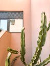 高大的仙人掌倚着桃红色的墙壁，墙上有窗户