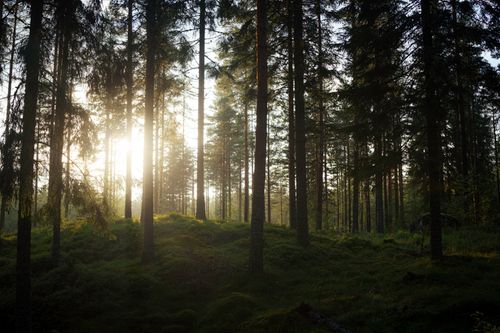 Free Peaceful forest scene with sunlight filtering through tall trees, creating a tranquil atmosphere. Stock Photo